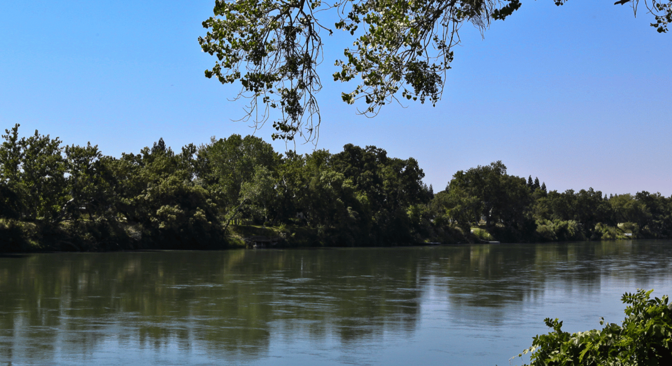 Vue sur une rivière boisée