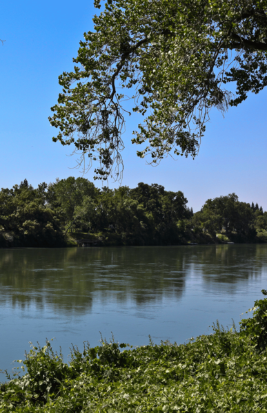 Vue sur une rivière boisée